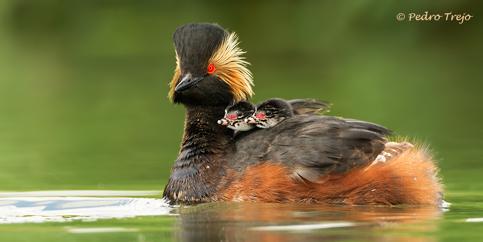 Zampullin cuellinegro (Podiceps nigricollis)